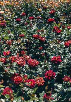 盛开的美丽的色彩斑斓的玫瑰背景