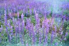 关闭美丽的紫罗兰色的薰衣草花花园
