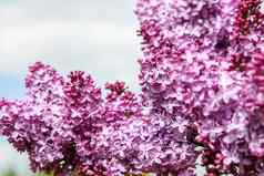 盛开的粉红色的淡紫色花春天季节