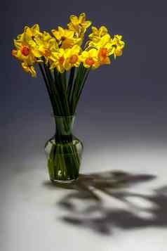黄色的水仙花花花瓶黑暗背景