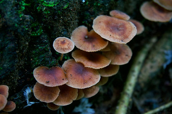 真菌蘑菇潜望镜毒菌莫斯美丽的