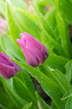 美丽的花束郁金香色彩斑斓的郁金香自然背景