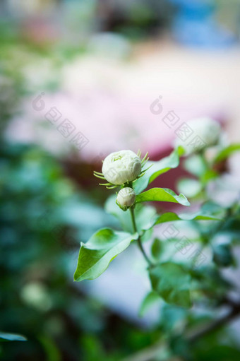 特写镜头茉莉花花头花园