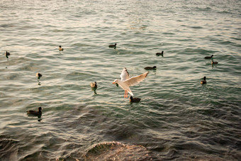 群鸟水水背景