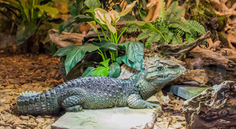 矮凯门鳄鳄鱼铺设石头热带爬行动物美国