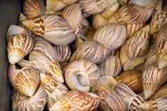 类型海贝壳收集