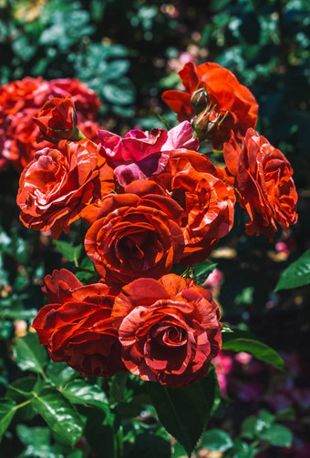 色彩斑斓的玫瑰玫瑰花园