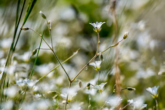 白色农村花场绿色草