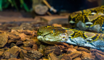 <strong>网状</strong>的python头特写镜头美丽的蛇脸黄色的眼睛棕色（的）黄色的彩色的蛇受欢迎的爬行动物亚洲