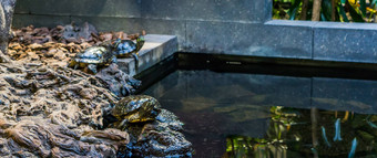 肖像坎伯兰滑块乌龟水一边海龟背景热带宠物河流美国