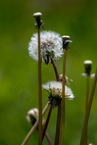 白色蒲公英花绿色草