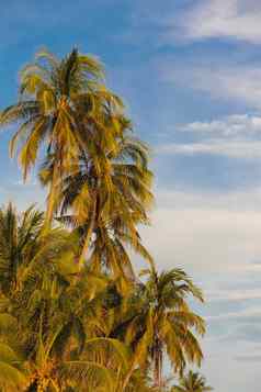 棕榈树蓝色的阳光明媚的天空