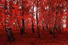 红色的桦木树