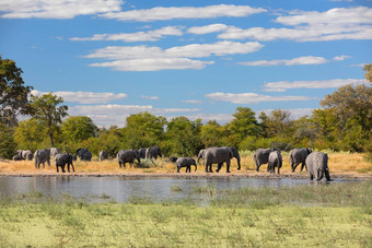 非洲大象<strong>水潭</strong>非洲Safari野生动物