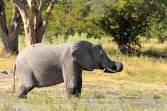 非洲大象水潭非洲Safari野生动物