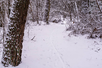 美丽的森林路覆盖白色雪冬天季节森林荷兰森林景观