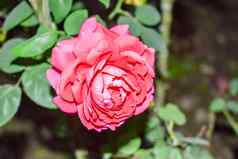 美丽的玫瑰花花园玫瑰热带花园红色的玫瑰粉红色的玫瑰背景可爱的粉红色的玫瑰玫瑰花模式玫瑰花花束花园玫瑰红色的玫瑰