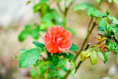 关闭美丽的红色的玫瑰绿色分支玫瑰巴德花园情人节背景粉红色的玫瑰新鲜的叶子分支机构春天夏天婚礼浪漫的优雅的日期婚姻象征