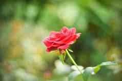 关闭美丽的红色的玫瑰绿色分支玫瑰巴德花园情人节背景粉红色的玫瑰新鲜的叶子分支机构春天夏天婚礼浪漫的优雅的日期婚姻象征