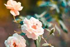 关闭美丽的白色玫瑰绿色分支玫瑰巴德花园情人节背景粉红色的玫瑰新鲜的叶子分支机构春天夏天婚礼浪漫的优雅的日期婚姻象征