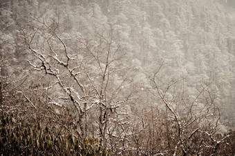 山冷杉森林冬天白色雪冰霜森林树冷冬<strong>天明</strong>亮的阳光明媚的<strong>一</strong>天清晰的蓝色的天空光农村景观早期早....冷冬天<strong>一</strong>天