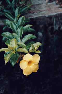 花黄蔓cathartica马达加斯加