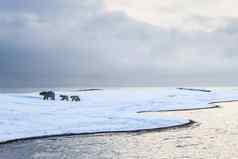 极地熊北部北极捕食者