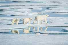 极地熊北部北极捕食者