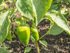 绿色甜蜜的胡椒生长地面花园概念日益增长的有机蔬菜