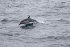 long-beaked常见的海豚海豚属卡彭西斯
