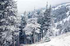 冬天景观雪冷杉树山