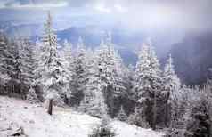 冬天景观雪冷杉树山