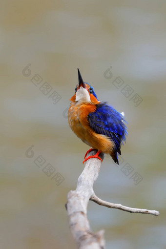 美丽的鸟翠鸟马达加斯加