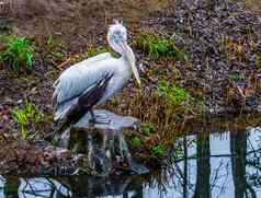 达尔马提亚鹈鹕站树树桩河一边水鸟欧洲