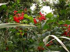 浆果红色的荚莲属的植物