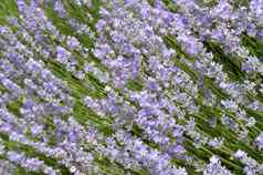 美丽的开花薰衣草花园花背景淡紫色绿色