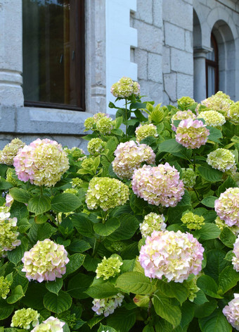 白色绣球花布什花朵拱形窗户石头房子<strong>浪漫</strong>的古董<strong>风</strong>格