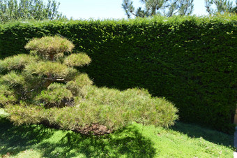 绿色弯曲的盆景树生长日本<strong>花园景观设计</strong>日本风格