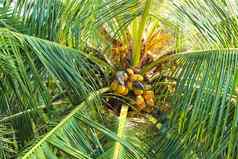 椰子棕榈可可椰子椰子