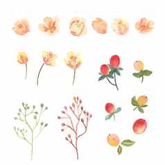花叶子水彩元素集手画郁郁葱葱的花插图玫瑰牡丹花古董风格水瓶座孤立的白色背景