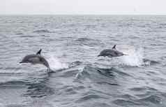 long-beaked常见的海豚海豚属卡彭西斯