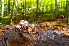 集团白色蘑菇木日志