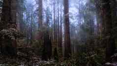 红木森林景观北部加州美国