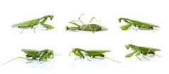 集团绿色螳螂孤立的白色背景昆虫动物