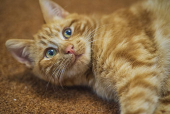 红色的美丽的猫谎言红色的地毯红色的猫美丽的红色的眼睛