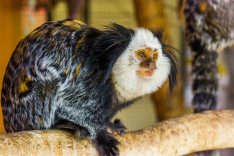 脸白色领导绒猴特写镜头热带猴子巴西受欢迎的动物园动物