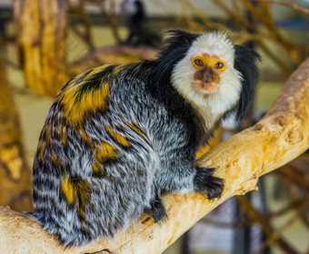 特写镜头肖像白色领导绒猴受欢迎的异国情调的猴子巴西异国情调的动物园动物