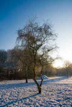 桦木树冬天风景雪白色日落日出冷