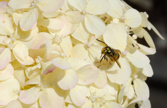 黄蜂yellowjacket白色夏天绣球花开花花