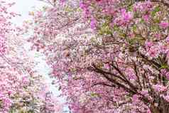 盛开的粉红色的花粉红色的小号树
